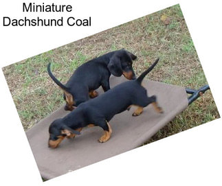 Miniature Dachshund Coal