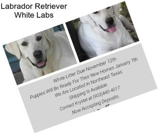 Labrador Retriever White Labs