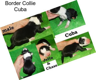 Border Collie Cuba