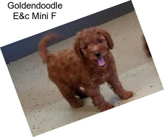 Goldendoodle E&c Mini F