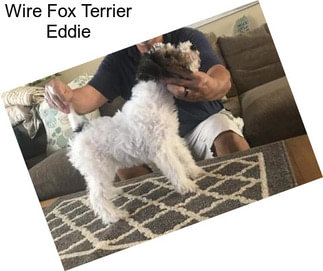 Wire Fox Terrier Eddie