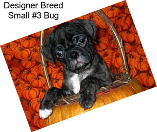Designer Breed Small #3 Bug