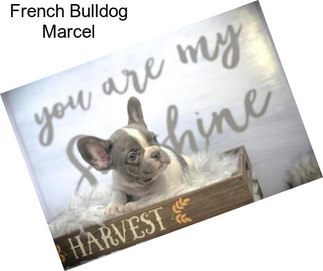 French Bulldog Marcel