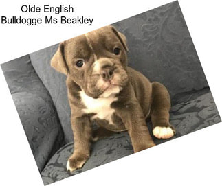 Olde English Bulldogge Ms Beakley