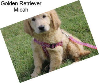 Golden Retriever Micah