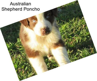 Australian Shepherd Poncho