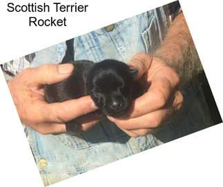 Scottish Terrier Rocket