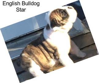 English Bulldog Star