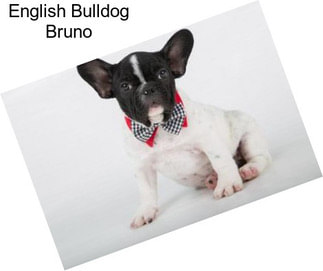 English Bulldog Bruno