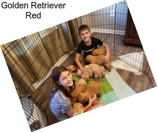 Golden Retriever Red