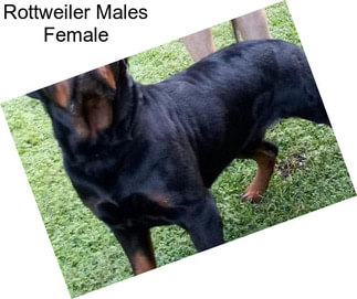 Rottweiler Males Female