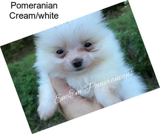 Pomeranian Cream/white