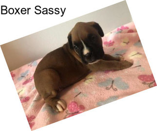 Boxer Sassy