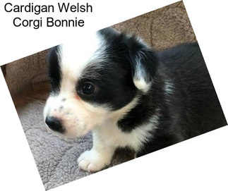 Cardigan Welsh Corgi Bonnie