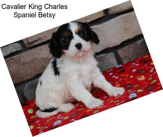 Cavalier King Charles Spaniel Betsy