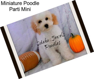 Miniature Poodle Parti Mini