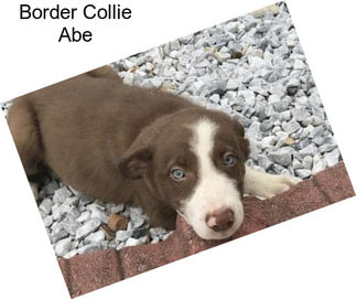 Border Collie Abe