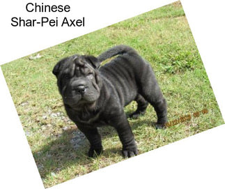 Chinese Shar-Pei Axel