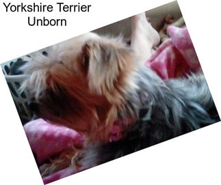 Yorkshire Terrier Unborn