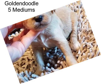 Goldendoodle 5 Mediums