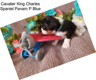 Cavalier King Charles Spaniel Panam P Blue