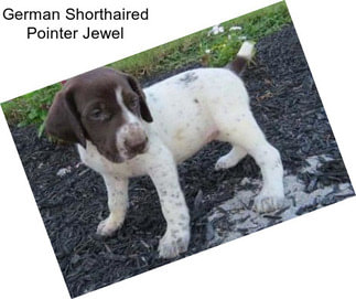 German Shorthaired Pointer Jewel