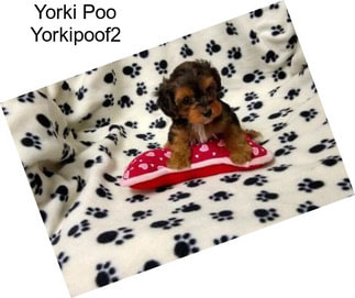 Yorki Poo Yorkipoof2