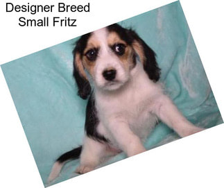 Designer Breed Small Fritz