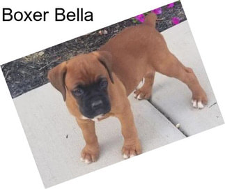 Boxer Bella