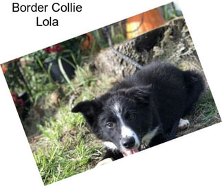 Border Collie Lola