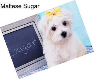 Maltese Sugar