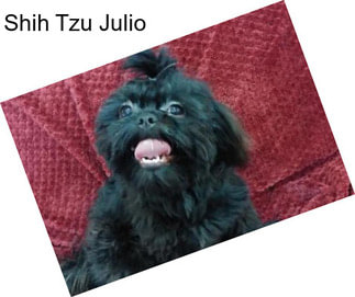 Shih Tzu Julio