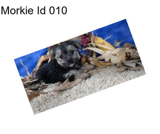 Morkie Id 010