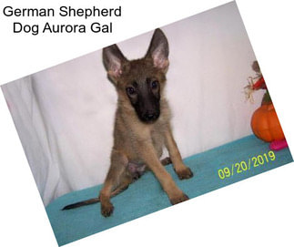 German Shepherd Dog Aurora Gal