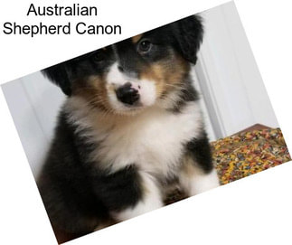 Australian Shepherd Canon