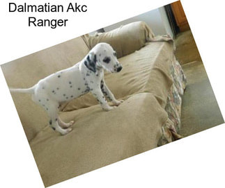 Dalmatian Akc Ranger