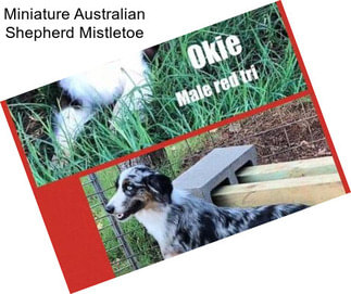 Miniature Australian Shepherd Mistletoe