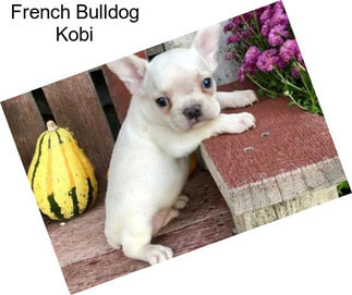 French Bulldog Kobi