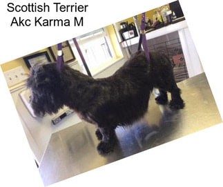 Scottish Terrier Akc Karma M