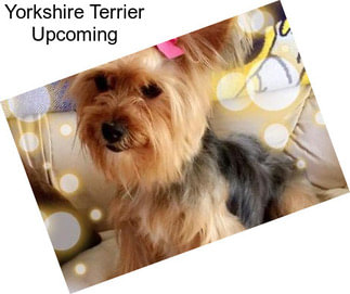 Yorkshire Terrier Upcoming