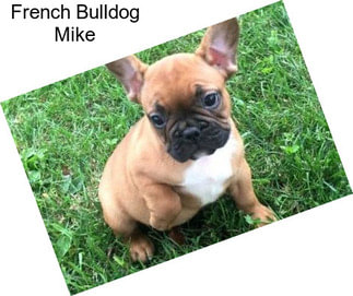 French Bulldog Mike
