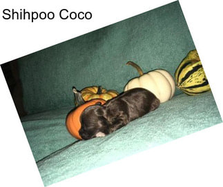 Shihpoo Coco