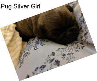 Pug Silver Girl