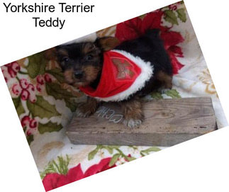 Yorkshire Terrier Teddy