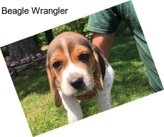 Beagle Wrangler