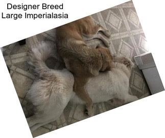 Designer Breed Large Imperialasia