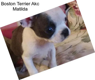 Boston Terrier Akc Matilda