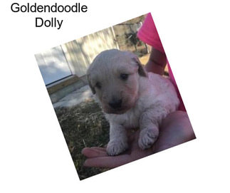 Goldendoodle Dolly