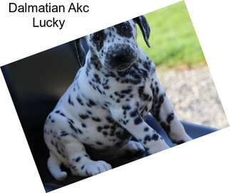 Dalmatian Akc Lucky