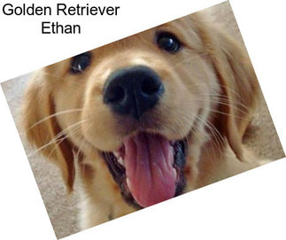 Golden Retriever Ethan